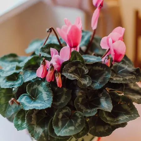 La Maisonette Di Trastevere