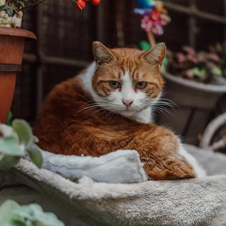 La Maisonette Di Trastevere * Rom